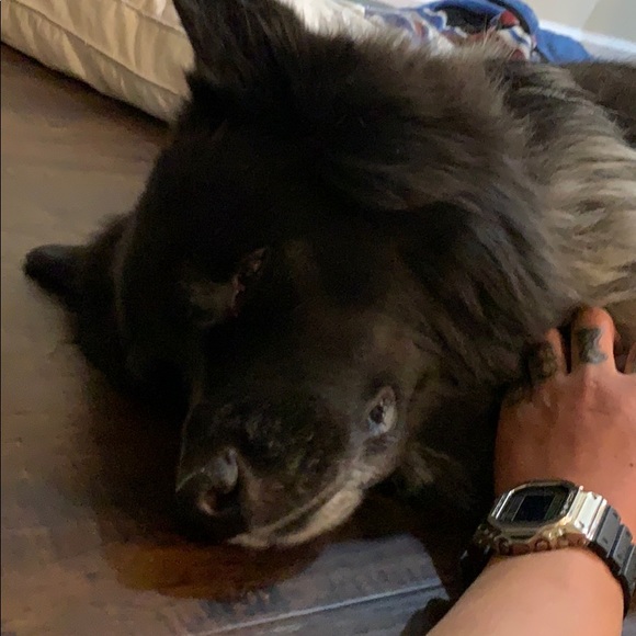 Meet your Posher, Loyal - Picture 1 of 1